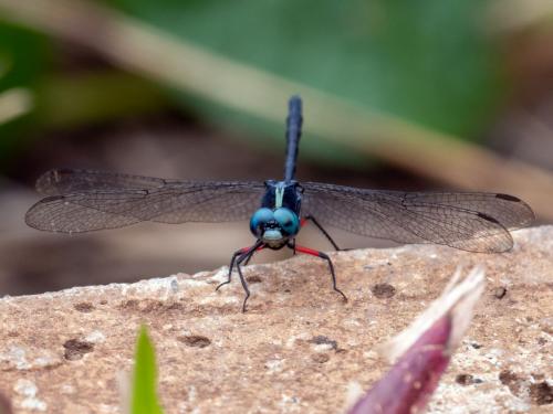 Réf. 280 997 : Oxythemis phoenicosceles